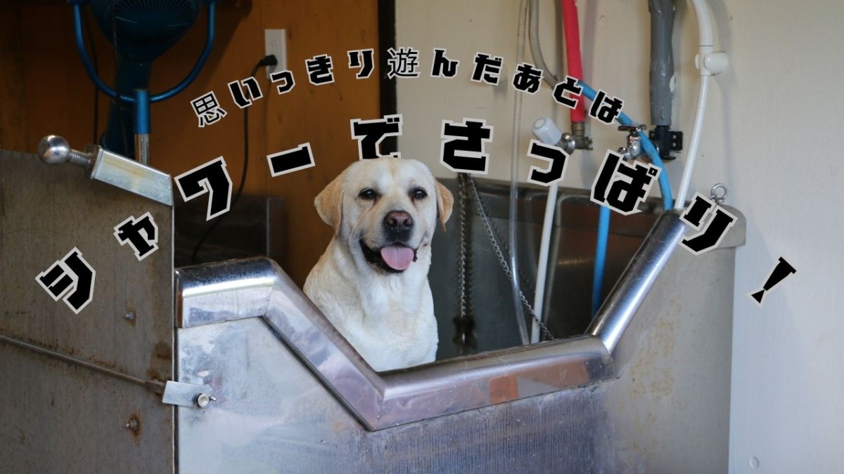 島根県大田市にある空庭ドッグランでシャワーを浴びるワンちゃん