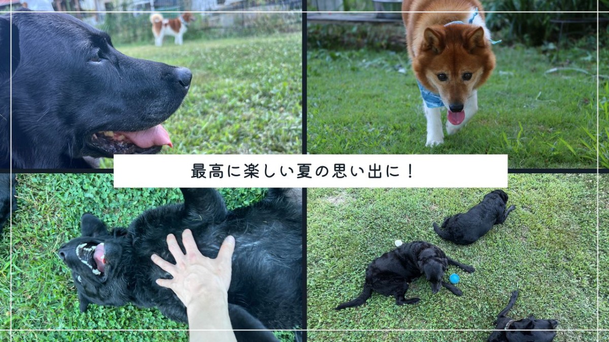島根県大田市にある空庭ドッグランでの様子
