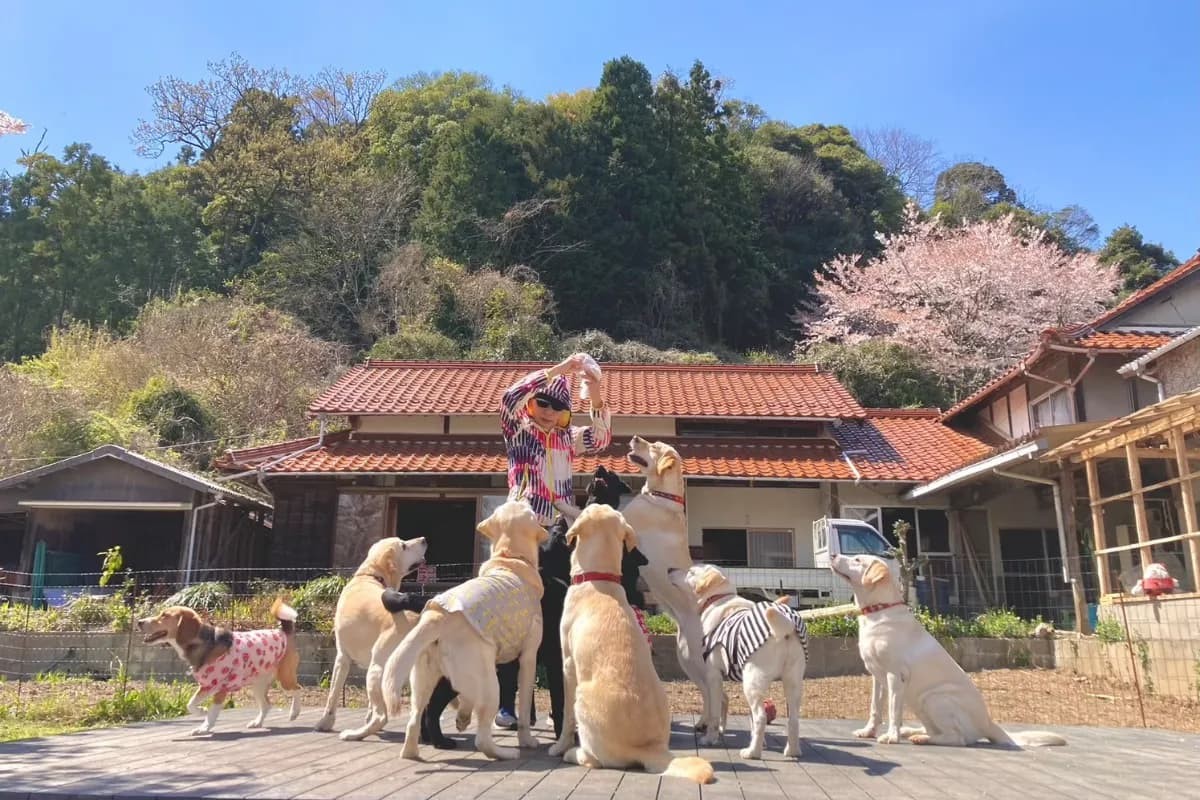 島根県大田市にある空庭ドッグランのイベントステージ