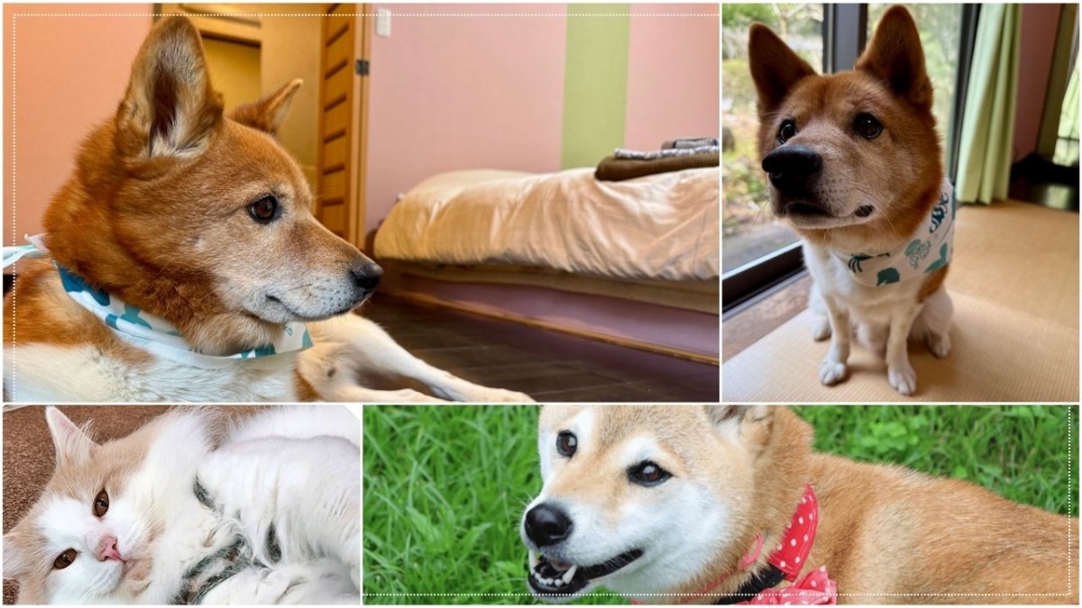 仁摩町にある湯迫温泉旅館で使用したペット写真