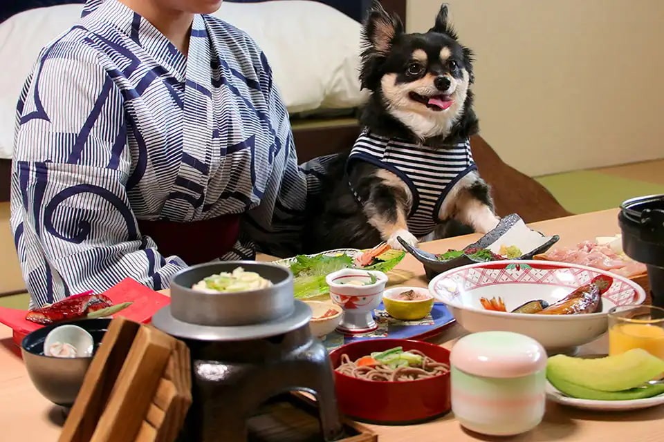 島根県出雲市にあるペット同伴OKの温泉旅館「四季荘」愛犬との食事