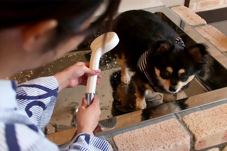 島根県出雲市にあるペット同伴OKの温泉旅館「四季荘」犬の足洗いば（ドックラン前）