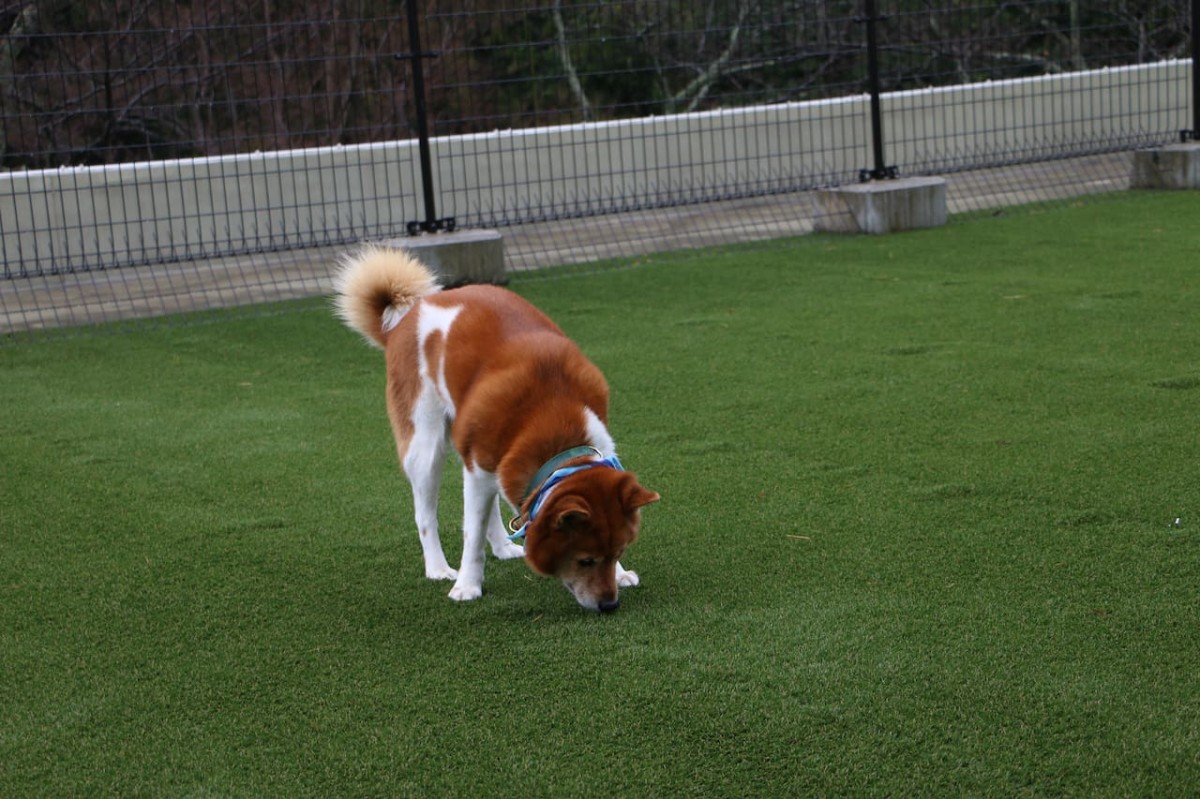 島根県出雲市にあるペット同伴OKの温泉旅館「四季荘」のドッグラン