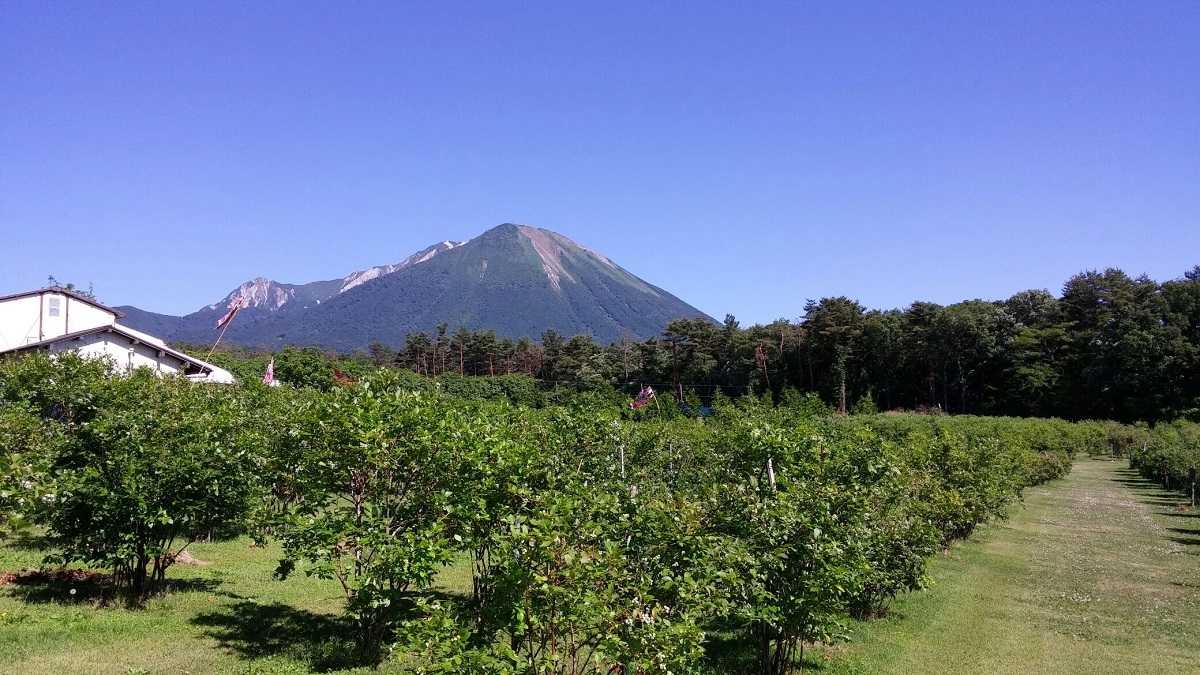 鳥取県大山町_ブルーベリー狩り_食べ放題_あきたブルーベリー農園_おすすめ_人気