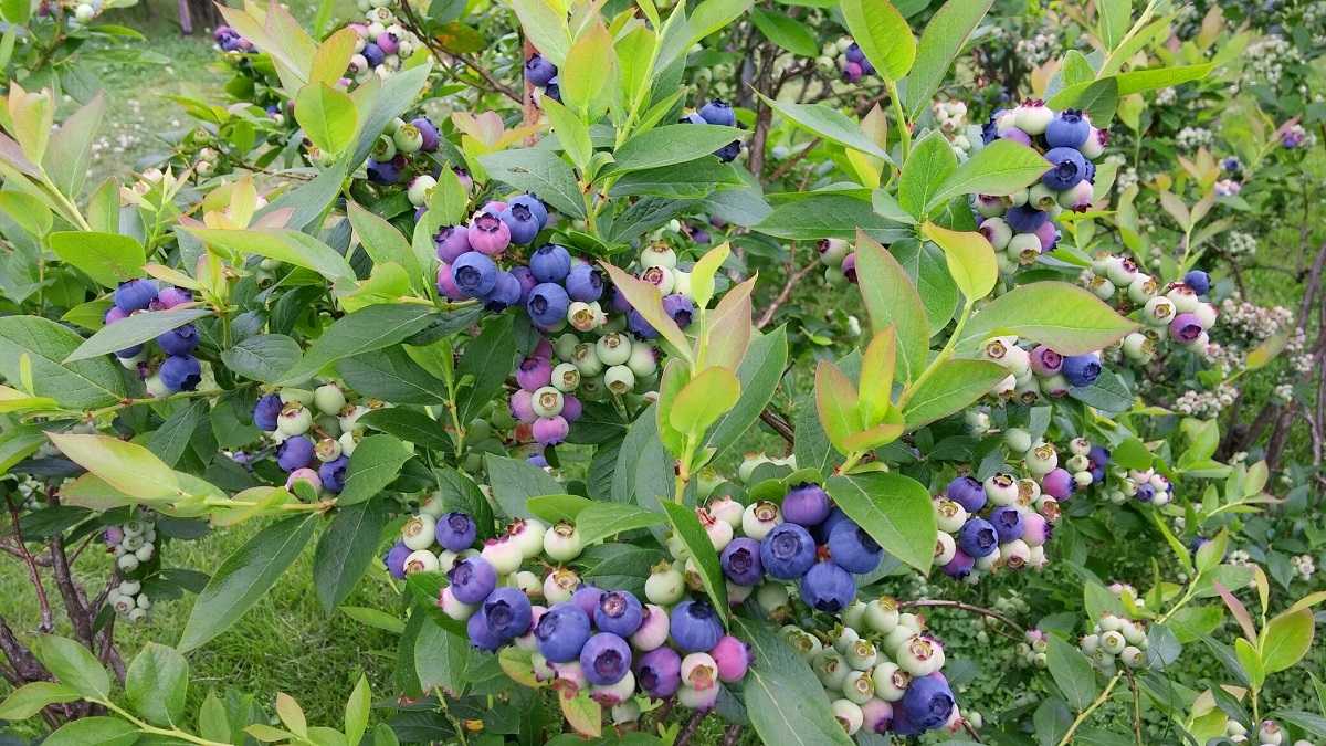 鳥取県大山町_ブルーベリー狩り_食べ放題_あきたブルーベリー農園_おすすめ_人気