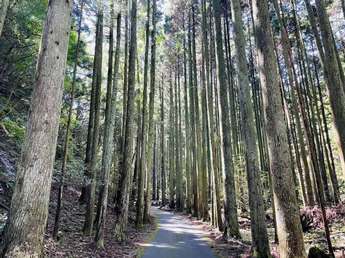 島根県出雲市唐川町にある韓竈神社へと続く800メートルの杉木立
