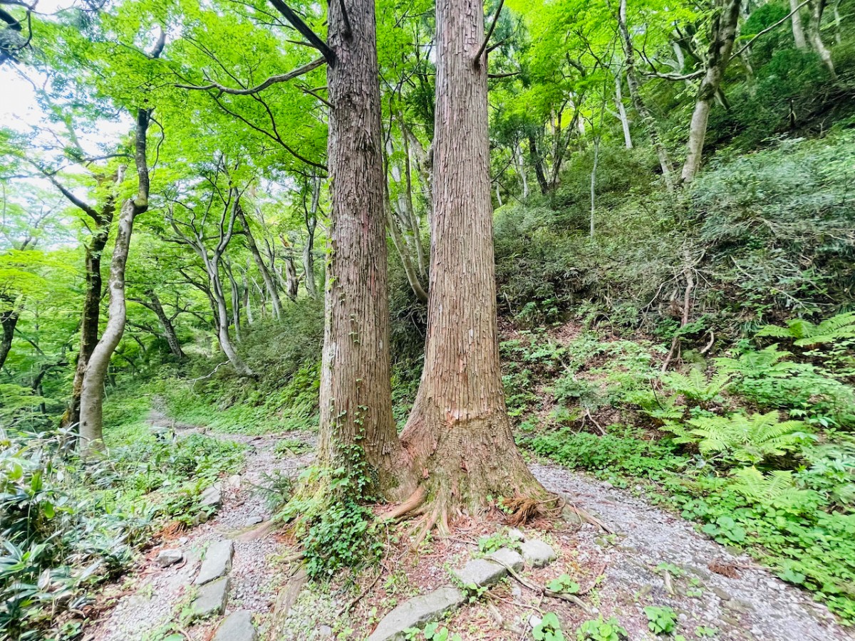 鳥取県西伯郡大山町にある寂静山に続く道