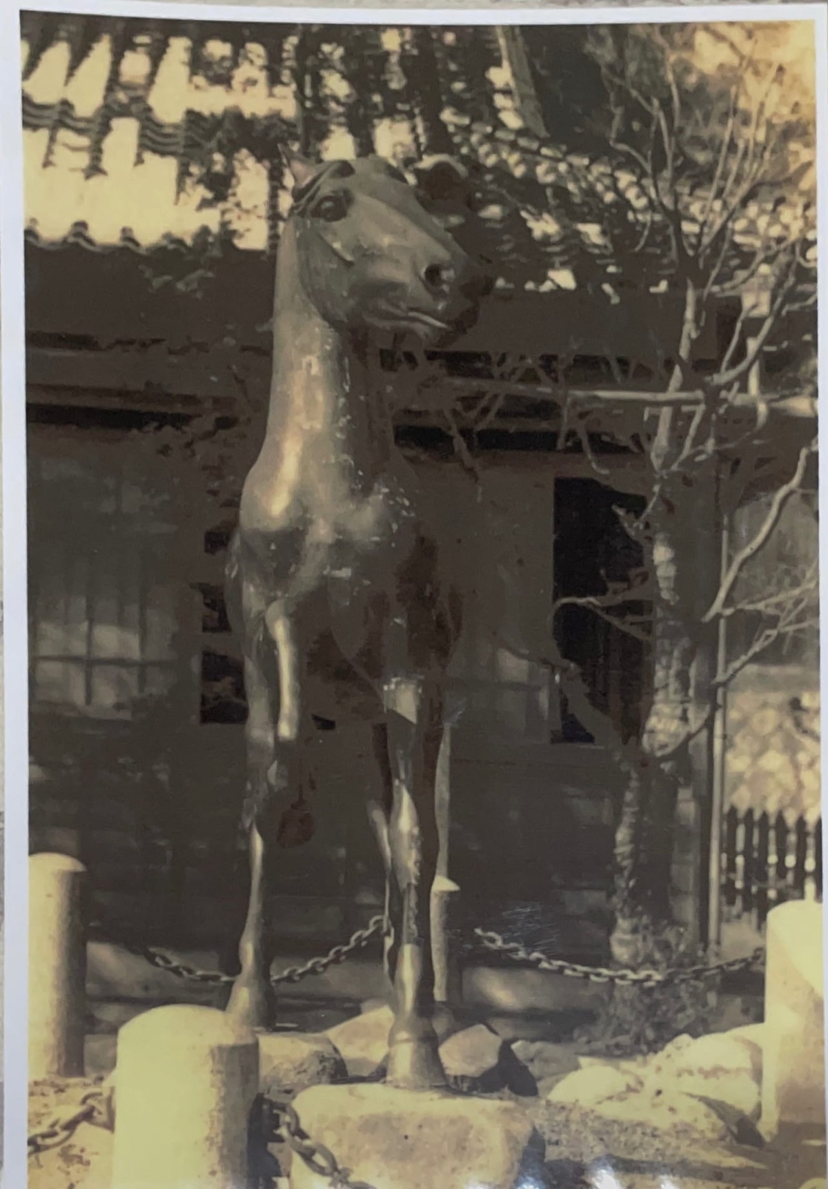 太平洋戦争に供出された大正時代の旧神馬　米子市の勝田神社