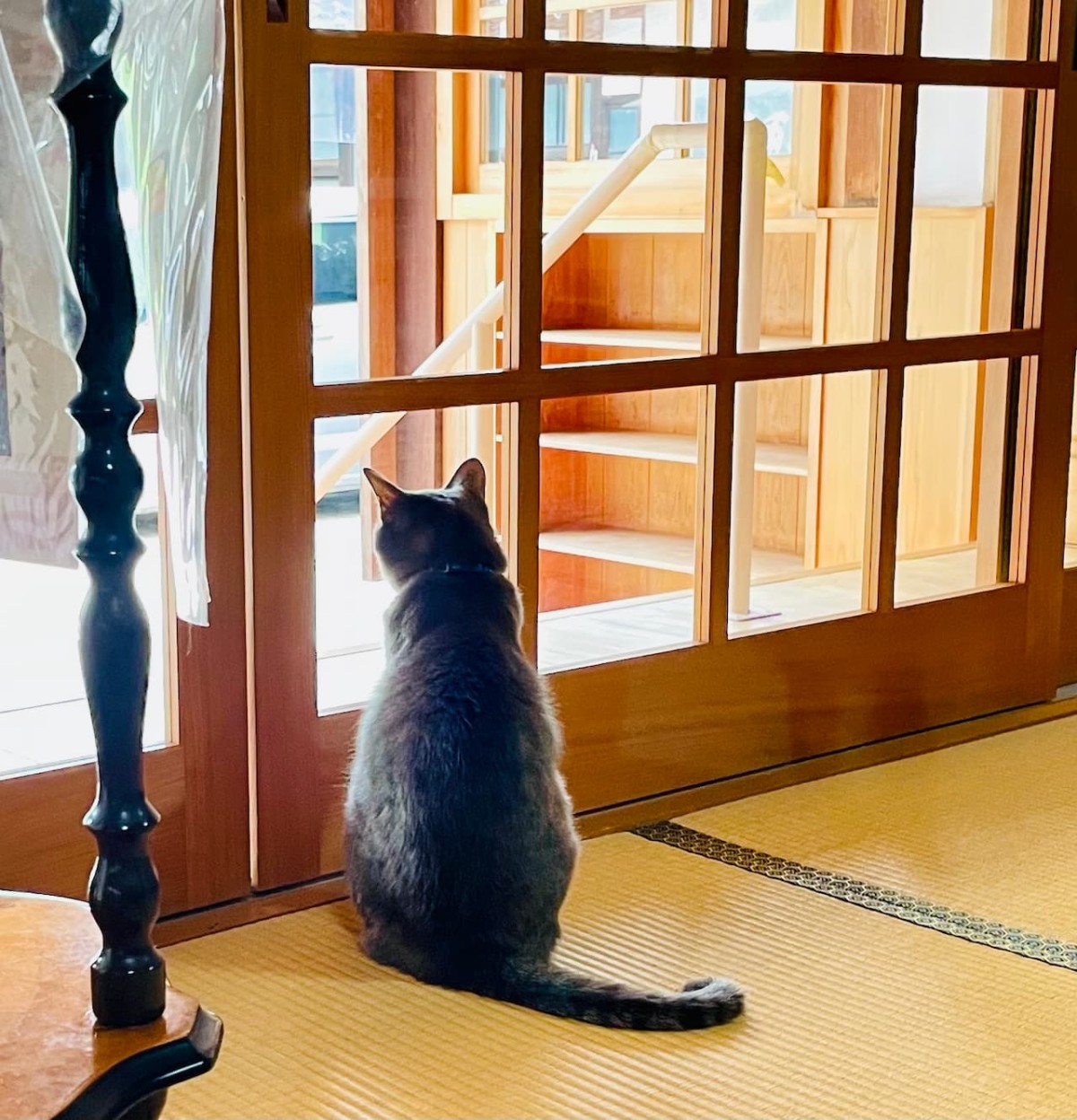 鳥取県倉吉市にある出雲大社 倉吉分院の看板猫