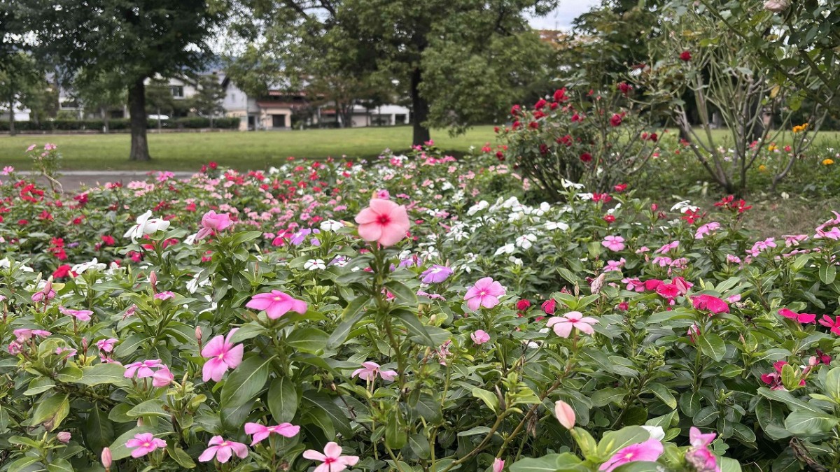 島根県出雲市大津町にある『くすのき広場』の花壇