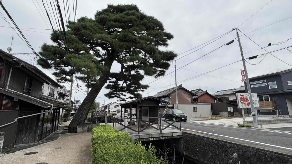 島根県出雲市大津町にある『大曲のマツ』