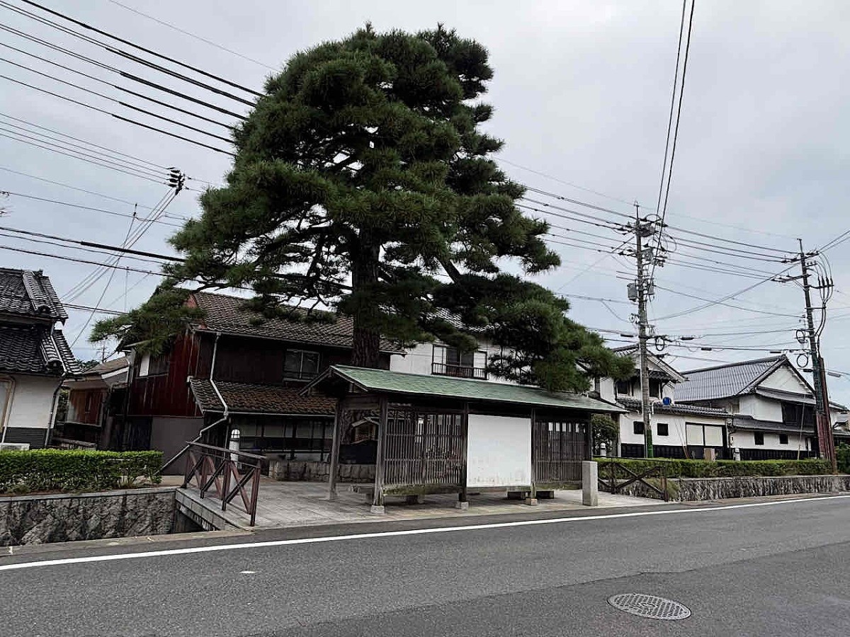 島根県出雲市大津町にある『大曲のマツ』正面