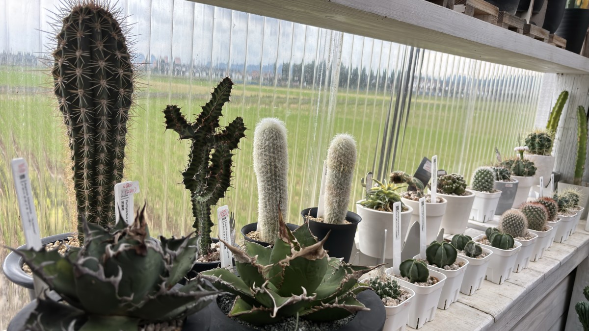 島根県出雲市知井宮町の植物販売店『GLOBAL GOOD GARDEN』のサボテンコーナー