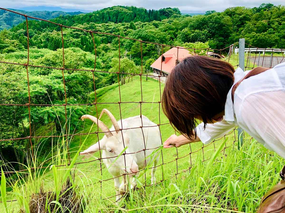 島根県雲南市にあるおすすめのアウトドア・お出かけ施設『健康の森』の動物ふれあい体験