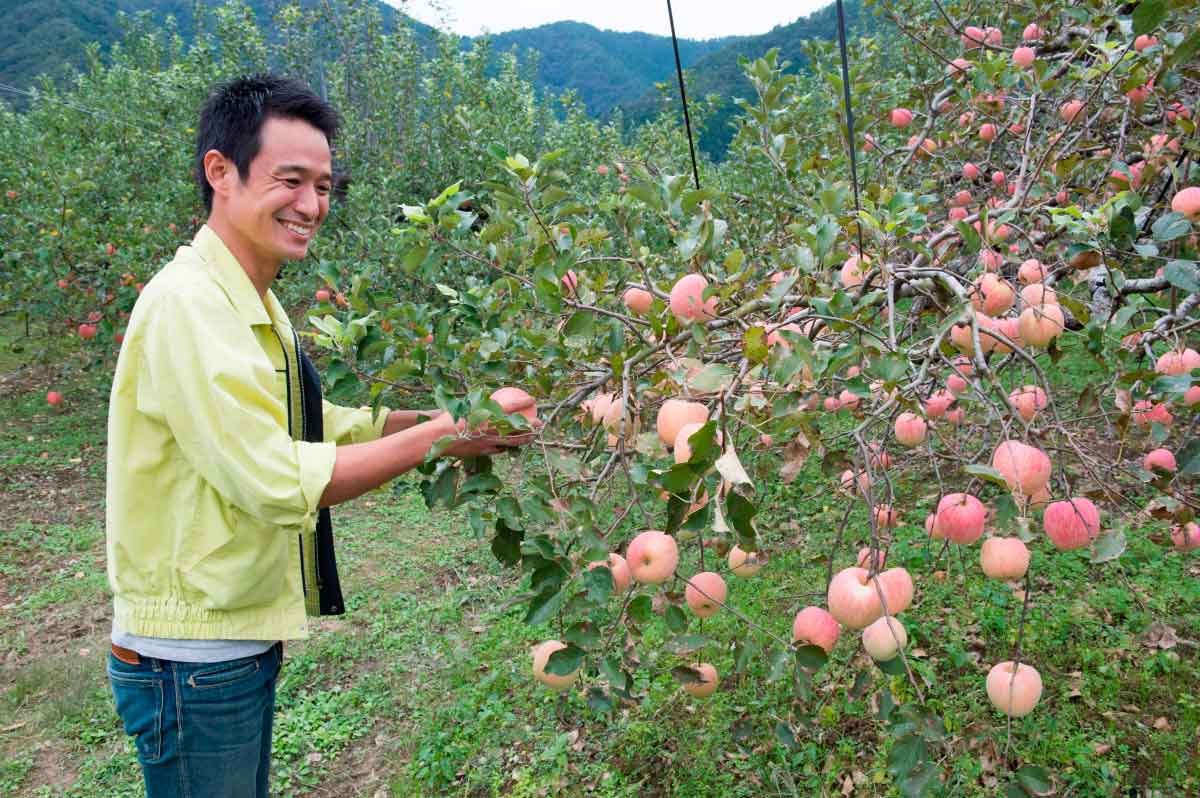 鳥取県八頭町_フルーツ狩り_はっとうフルーツ観光園_りんご狩り_料金_時期_アクセス