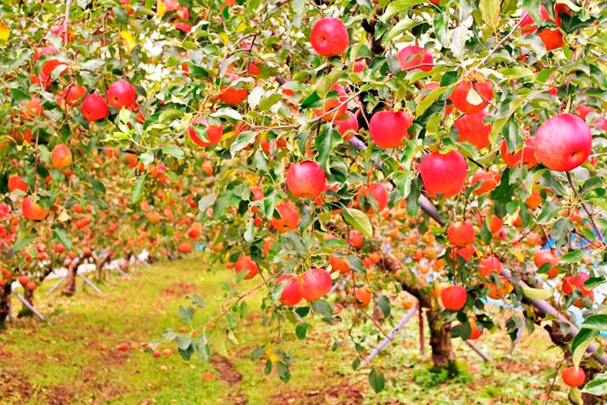 島根県飯南町のりんご狩りスポット『赤来高原観光りんご園』