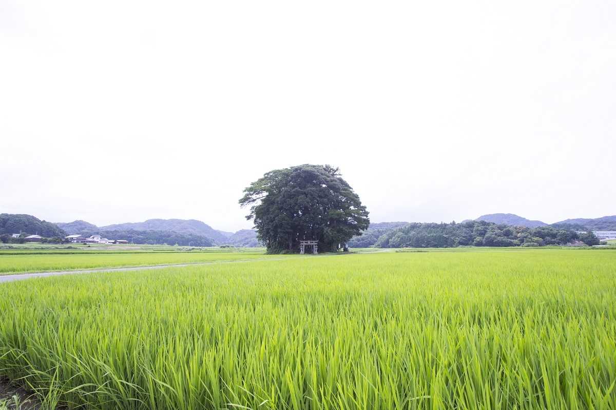 鳥取県西伯郡南部町にある『小原神社』の様子